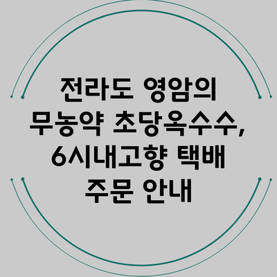 전라도 영암의 무농약 초당옥수수, 6시내고향 택배 주문 안내